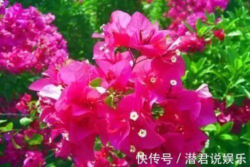 梅多|夏季养护三角梅突出做好“四勤”，枝繁叶茂，连续开花满枝头