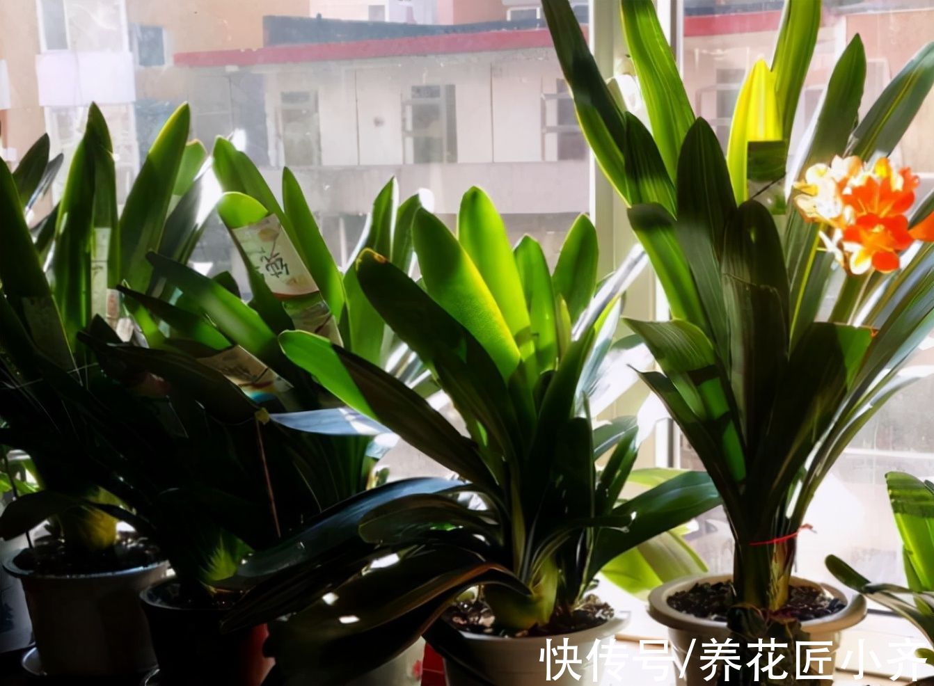 叶片|养花光照要求不同，可以分为“5种”类型，根据植物不同合理摆放