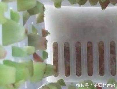 几百个多肉叶片咋扦插?一张纸就插出上百棵多肉