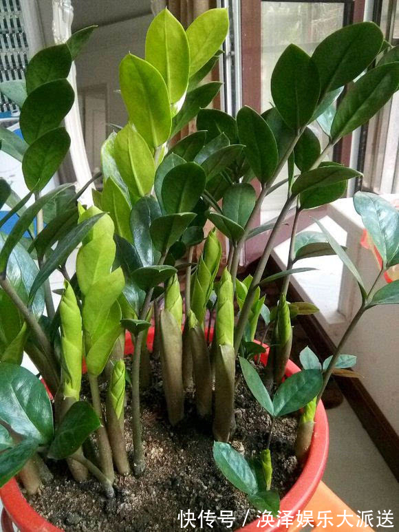 发财树|8种“漂亮花”,个个都是“招财树”,家里养一棵,不愁没钱花