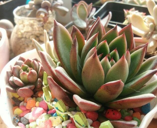 家里的多肉总是养不活做好几点，有效提升多肉植物存活率