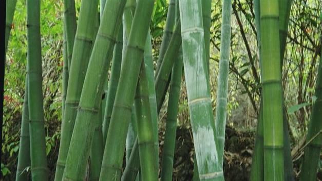 清利|一味不被人熟知的良药,能“荡涤热痰而止咳,清利七窍而醒神”