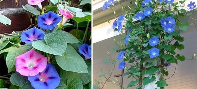 儿童画|儿童画教程一张纸上的两种表现方式--美丽的牵牛花