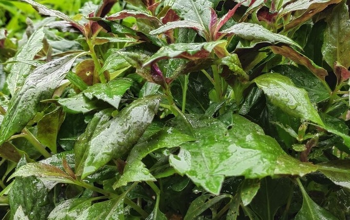 野菜|春天挖野菜,送你56种野菜大图片,带你见识不同的野菜和吃法