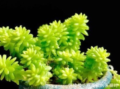 家养多肉总是长不好就养这三种,新手都能轻松长不停