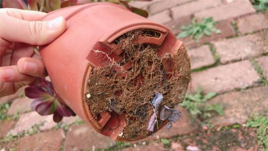 不换盆、不换土“搞定”花土板结，撒点粉喷点水，轻松解决难题