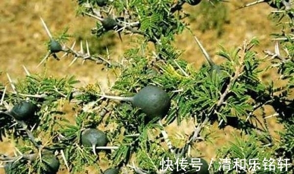 植物界奇葩TOP20，眼界又被刷新了！