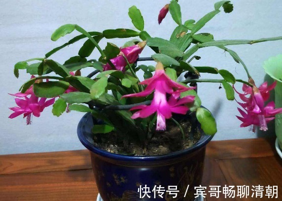 怎么让花期中的蟹爪兰接连开花满足“3要素”开不停