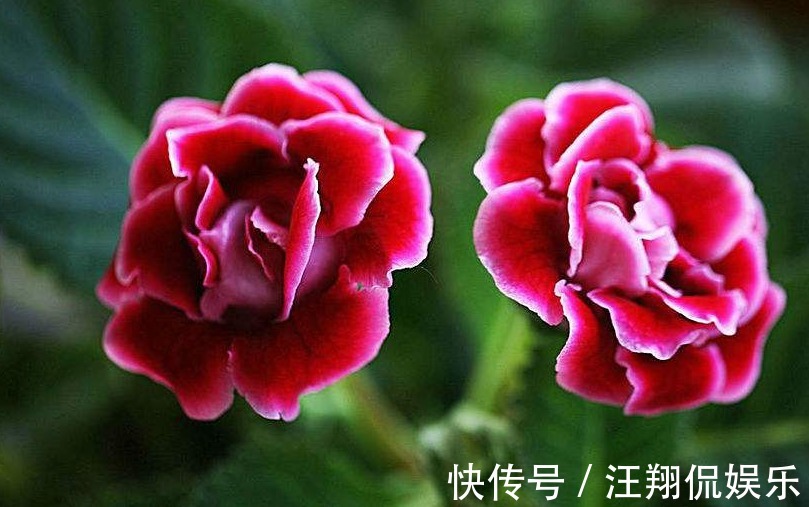 牡丹|家养一种“阴暗花”，暗光也能“旺”，花开胜牡丹，美过玫瑰花
