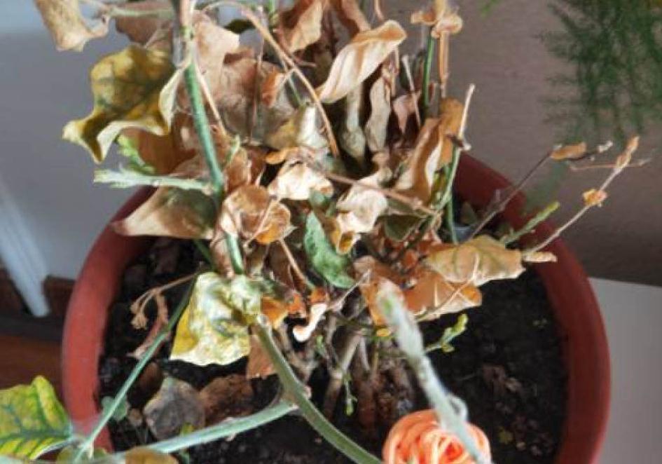 花成了光杆司令,剪一刀撒点药,很快冒新芽