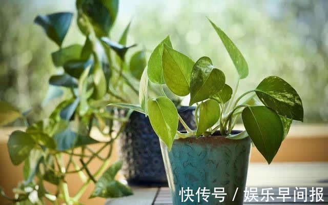 屋子里养花，要有9个讲究，这些是老一辈的经验，做错“难养活”