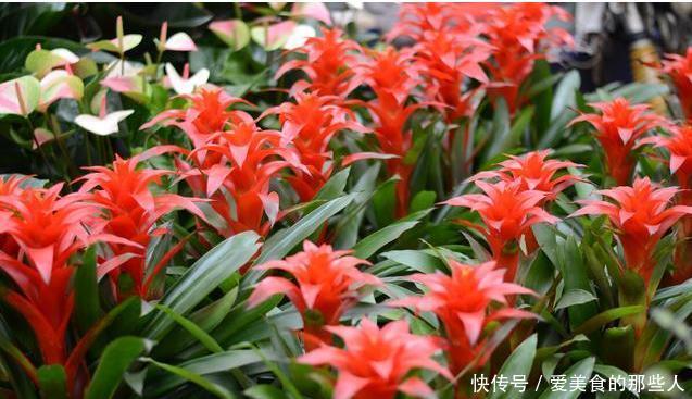 真正超长待机的花草排名,选一盆养家里,花期长,天天都能赏春天