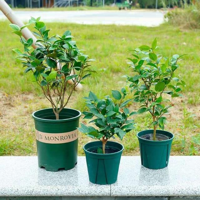 “茶花”花谢后，切勿“乱修剪”，有的枝条要轻剪、有的要重剪！