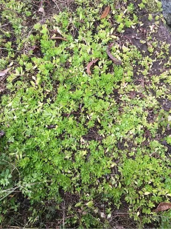 垂盆草|屋顶上的野草，人称“房神”，别再拔了，是福气！