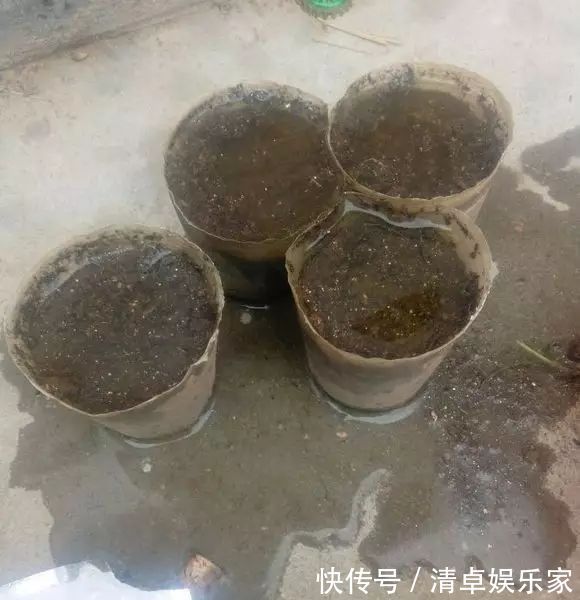 米兰花|夏季扦插茶花米兰花有妙招,套个塑料袋,保湿好生根快不死苗