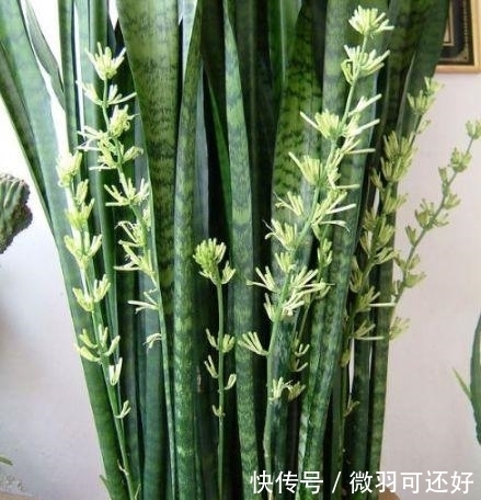 都是“兰花”,这9种便宜又好养,还能开花,比兰花好养10倍