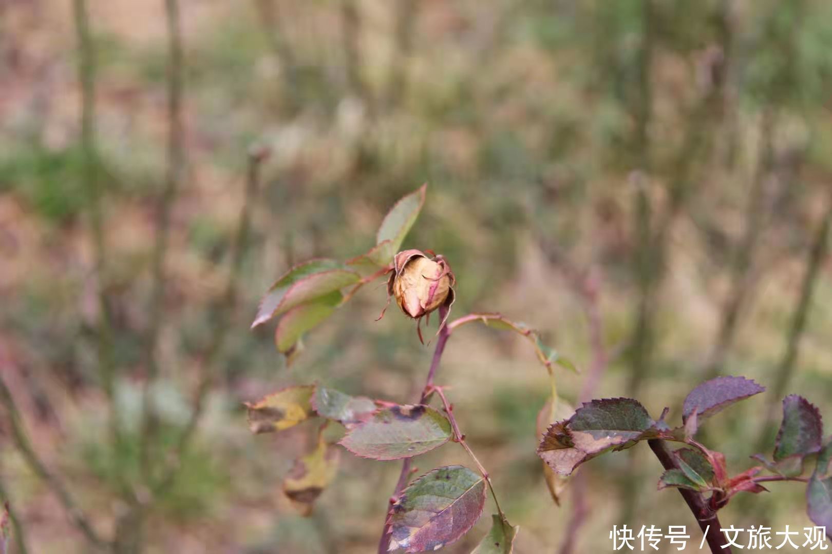 昆明冬日看花