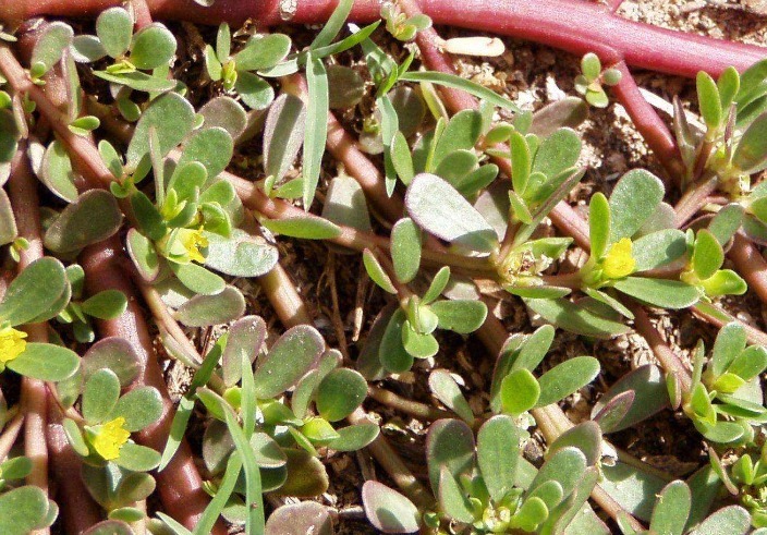 白酒|马齿笕加白酒泡一泡,老人坚持一个月,4大好处不请自来!