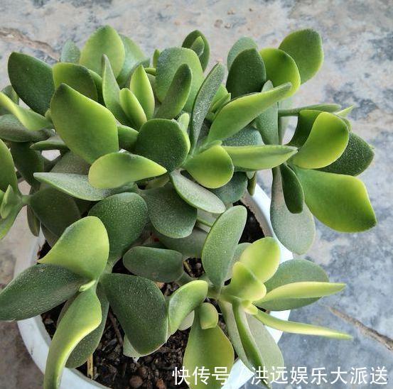 养花|夏季养花,首选这些不怕晒,不怕旱的花卉,养着省心、看着养眼