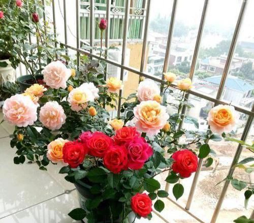 养花要“心狠”,这种枝条,见一根剪一根,开花翻十几倍