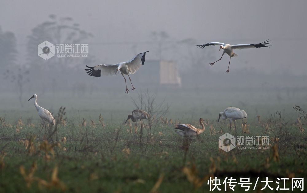 越冬|神奇物种在江西丨全球96%以上白鹤在鄱阳湖越冬