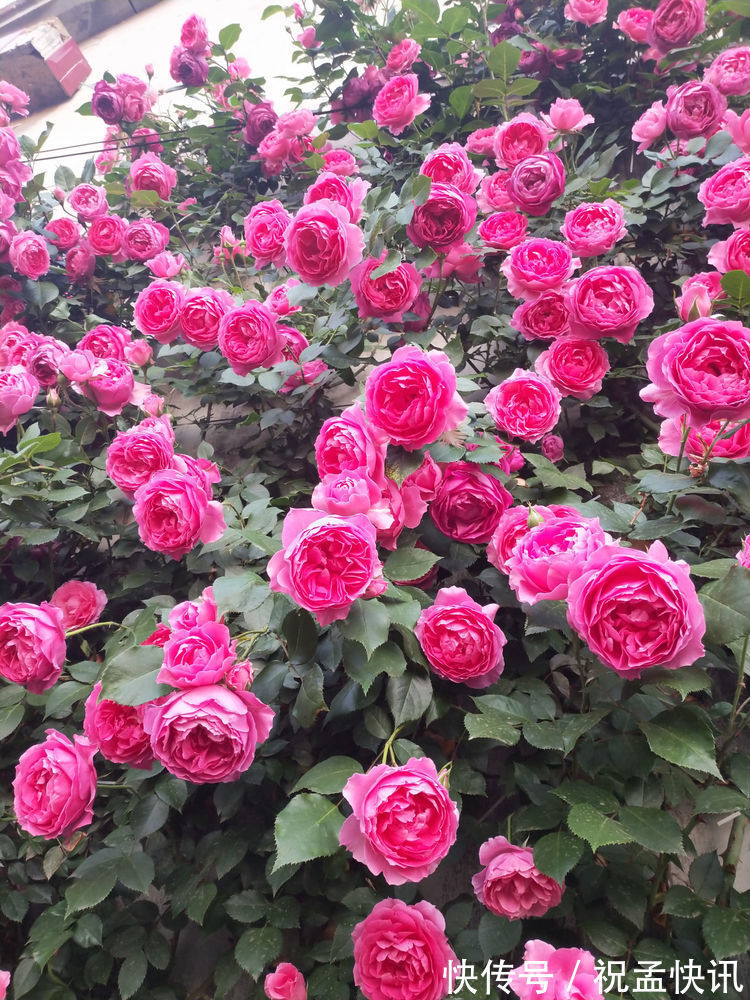 家里养着几款花,开花媲美玫瑰,四季花开,养在阳台生机勃勃