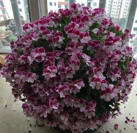 室内种植的“5种”盆栽，花期长好养护，轻松生长爆盆，你家有吗