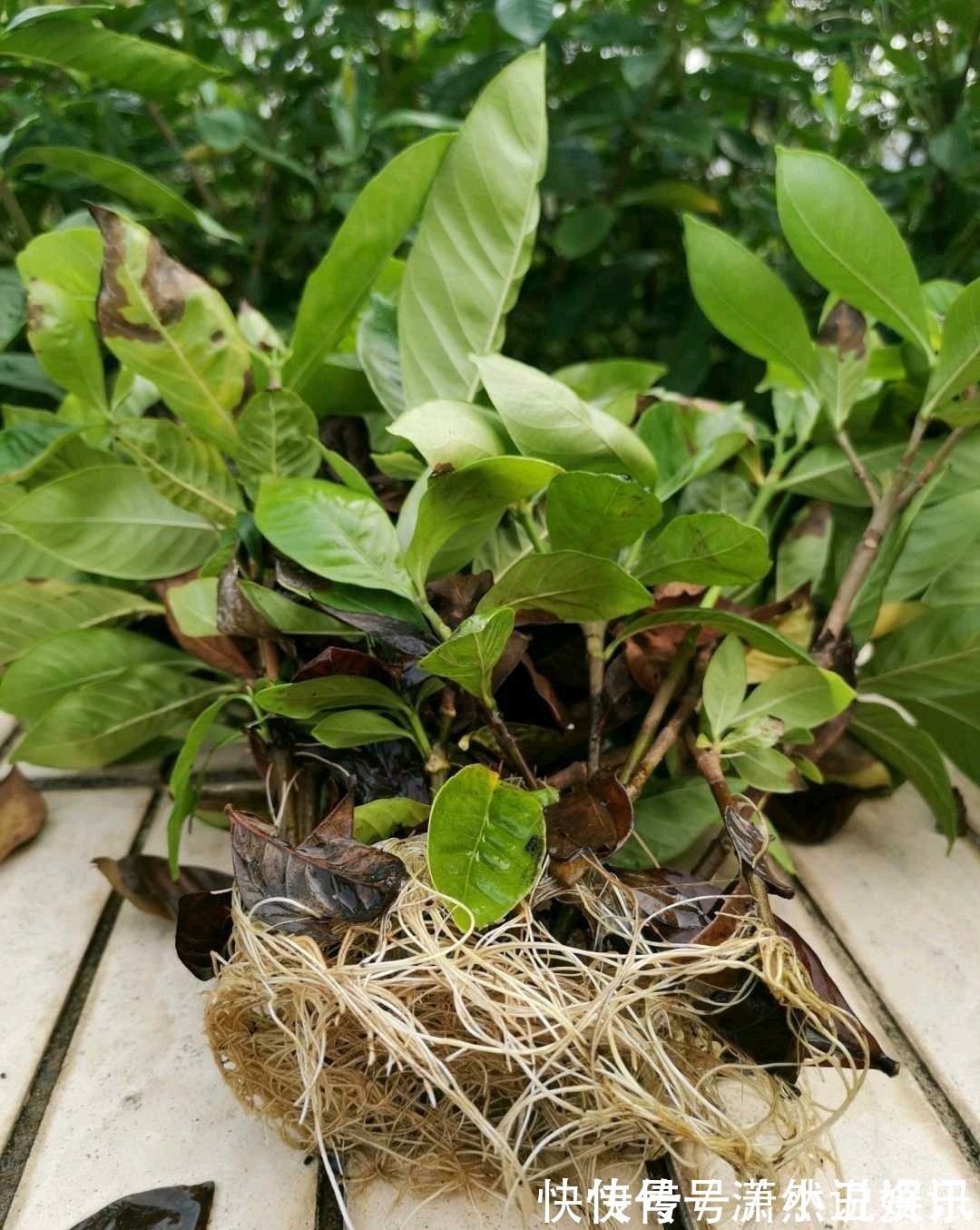 虎皮兰|春天，这八种花剪个枝插土里就活，养养就开花，错过就要等明年了