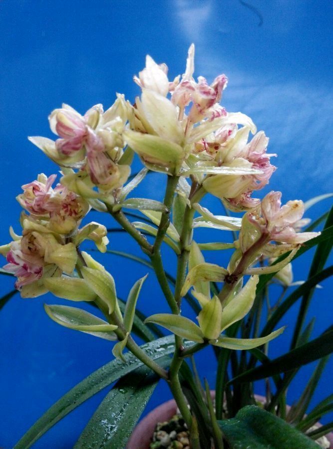 阳台就养几种花，浇水就疯长，60天就开花，比牡丹美！