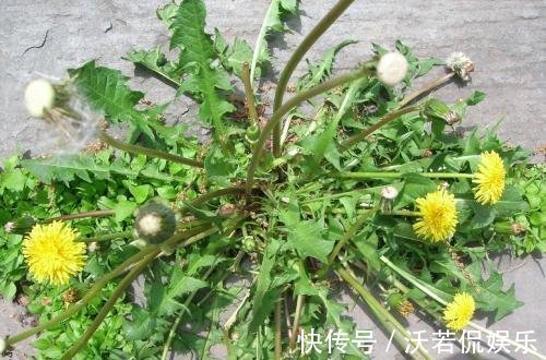 冰草|不管男女过了四十多吃6种野菜,能够补充身体营养,帮助增强体力
