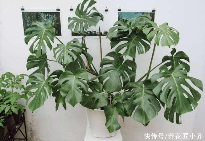脸大|你还养不好龟背竹吗?养花高手都用这方法,叶子长得比脸大