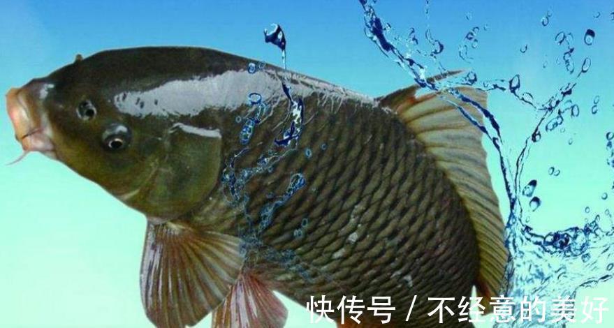 提醒:有5种鱼尽量少吃,很多人可能还不清楚,本文告诉答案