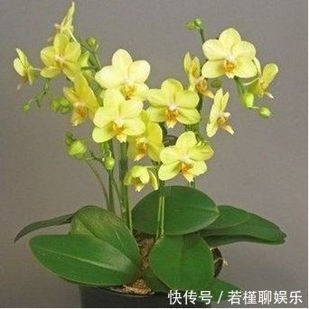 夏天|养君子兰老花匠才不要淘米水,只滴这个,花剑爆盆蹭蹭长