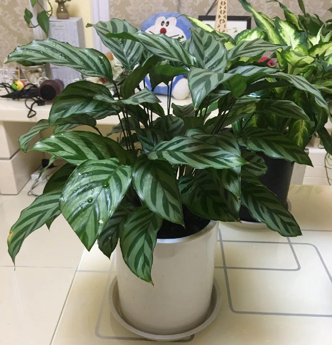 龟背竹是“吸废气”高手,家里放一盆,门窗紧闭也能空气清新!