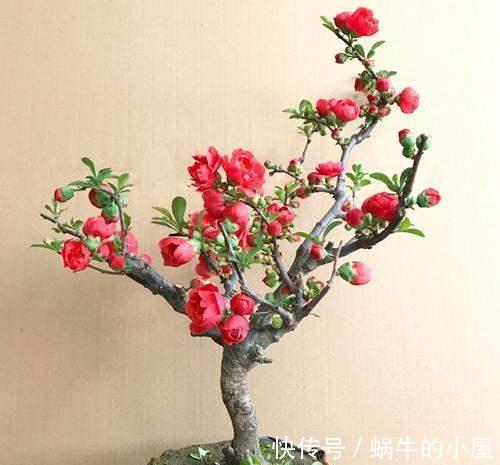 牡丹花|几种常见的吉利花,摆在家里有富贵有福,你家养了几种?