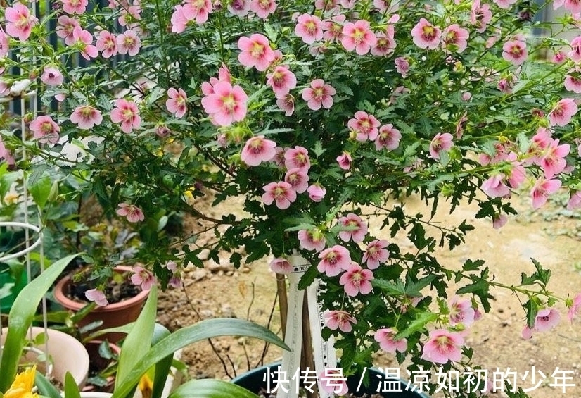 直射光|这花是名副其实的“开花机器”,秋冬盆栽,落实好4点花开不歇