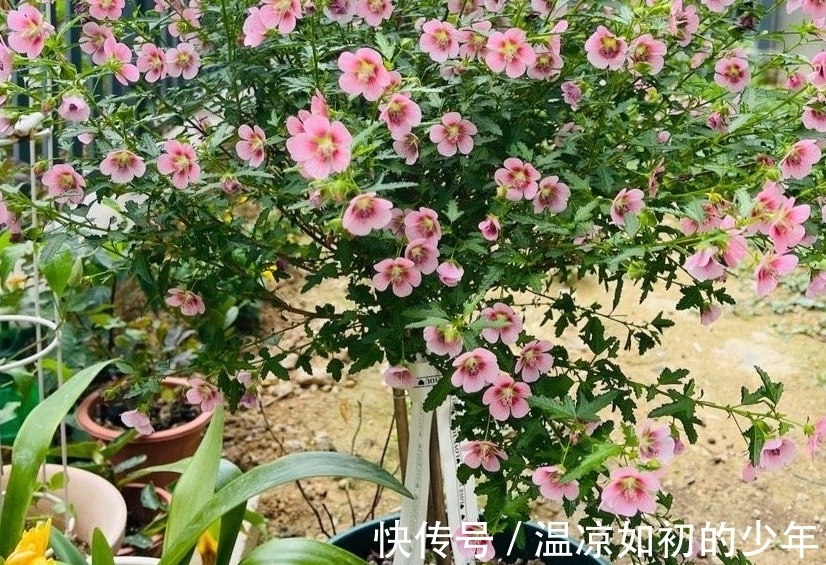 直射光|这花是名副其实的“开花机器”，秋冬盆栽，落实好4点花开不歇