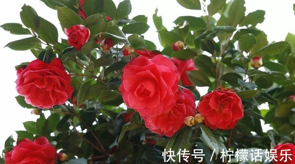 小寒#三首宋诗,三候小寒花信风,三个不同的启示。