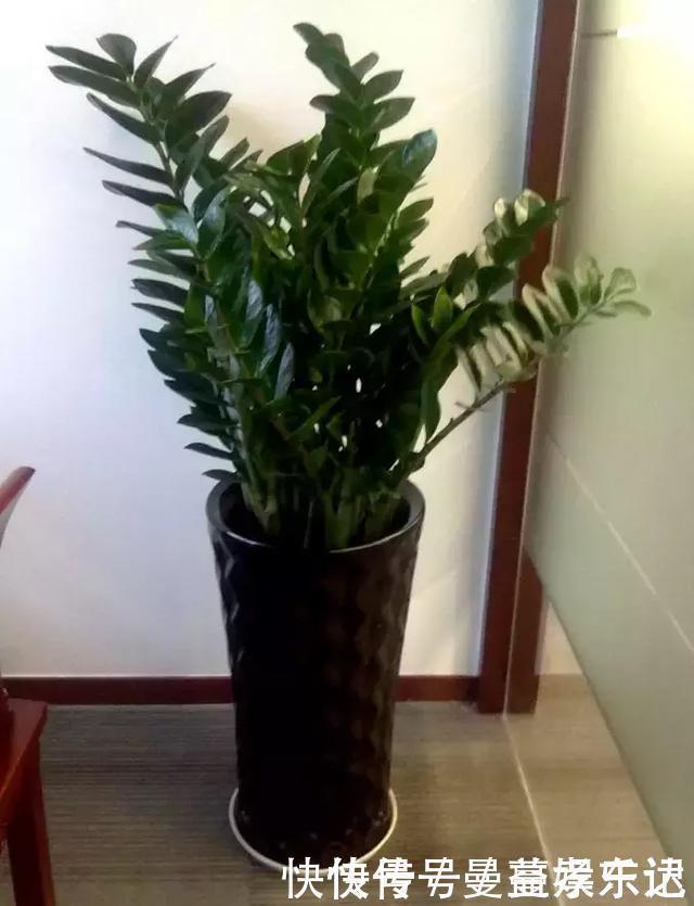 事业|家里3种花，镇宅旺事业，养的人越来越多了，看看你家有没有？