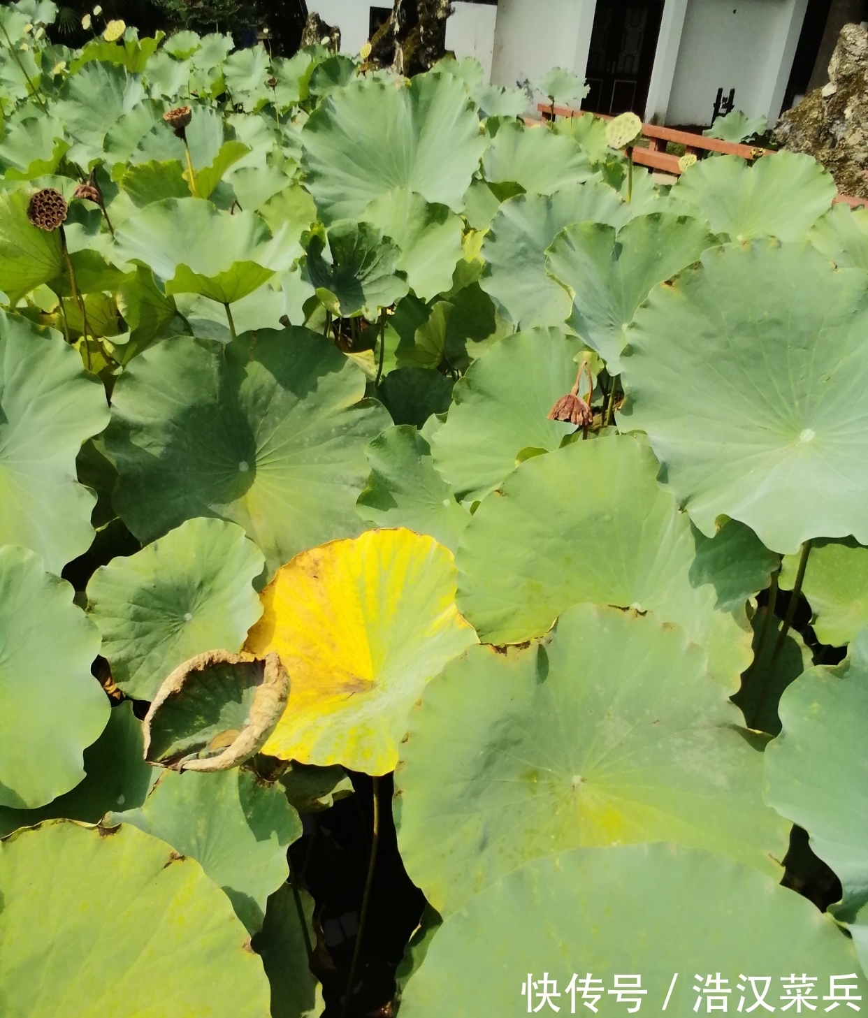 荷叶$“留得枯荷听雨声”——解读古诗词中秋天的意象,枯荷的美