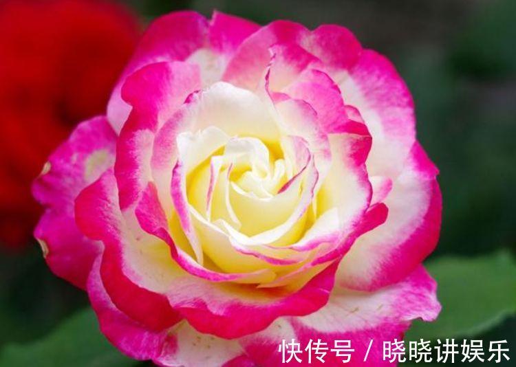 喜欢在家里养花,就养几种最受欢迎的花,开花喜庆还好养,满屋香