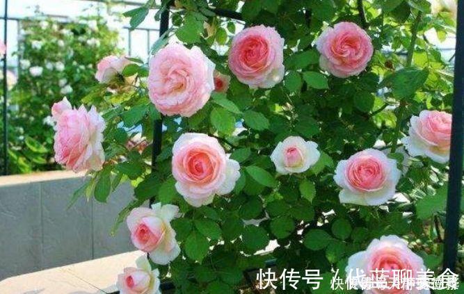 浇水|超漂亮的4种花,好养易活,30天不浇水照样生长,一年开花不断
