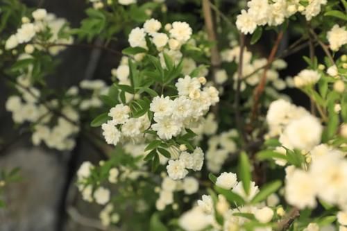 看完文章才知道,中国月季不止今天的美丽,还有辉煌的曾经