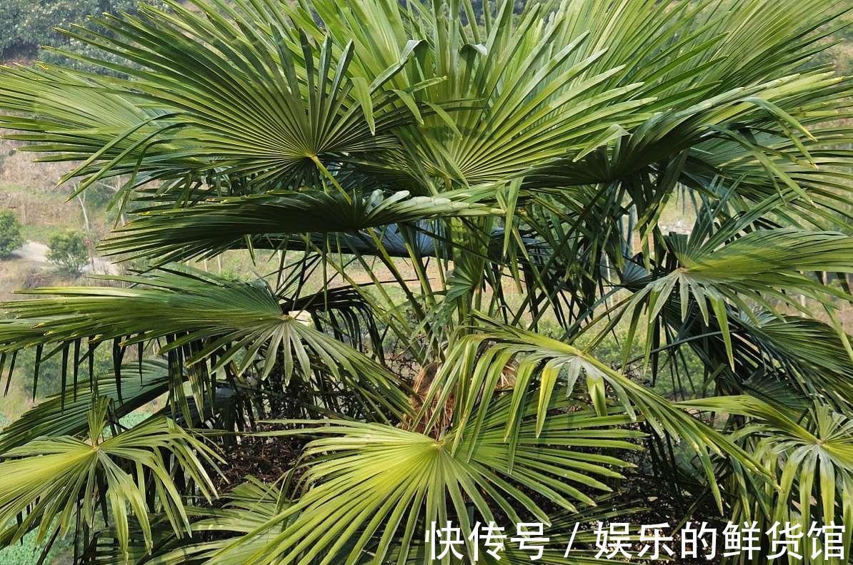 客厅|客厅摆放的4种绿植，不仅四季常青，还高贵典雅，品位不俗