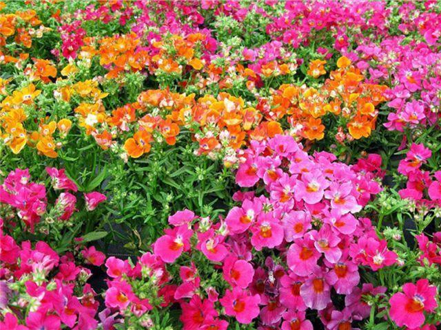 最受欢迎的5种花,花朵娇艳花期长,开花耀眼人人爱,家中必备