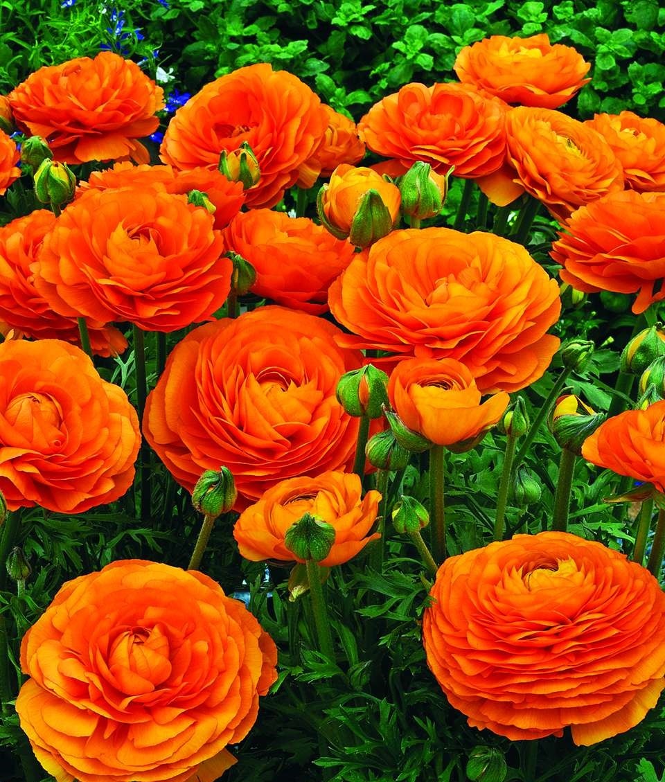 喜欢养护花卉,就不要错过这个花卉,花大色艳,花量大,很像牡丹