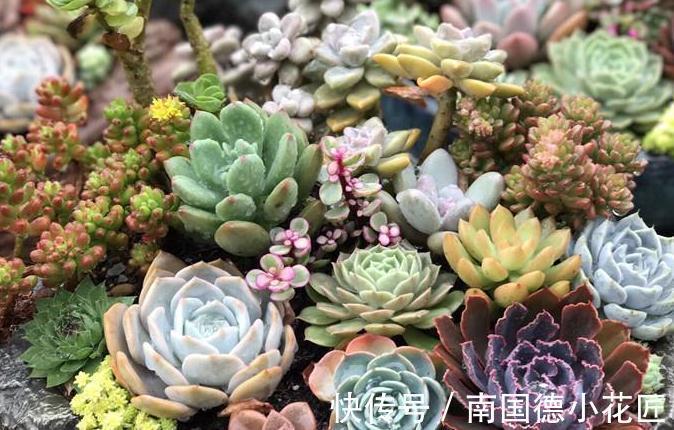 新买的多肉回家做了这一步，可以减少多肉90%死亡率