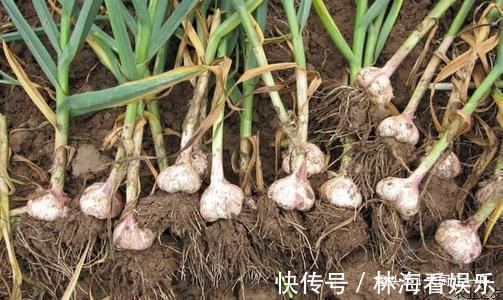小苏打|原来保存大蒜这么简单，教你5招保存方法，大蒜放一年不发芽