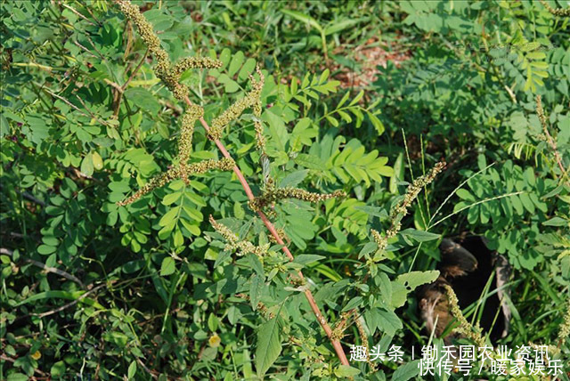 小龙虾|这是植物界的小龙虾让外国人头疼的害草,竟成为国人的下酒菜
