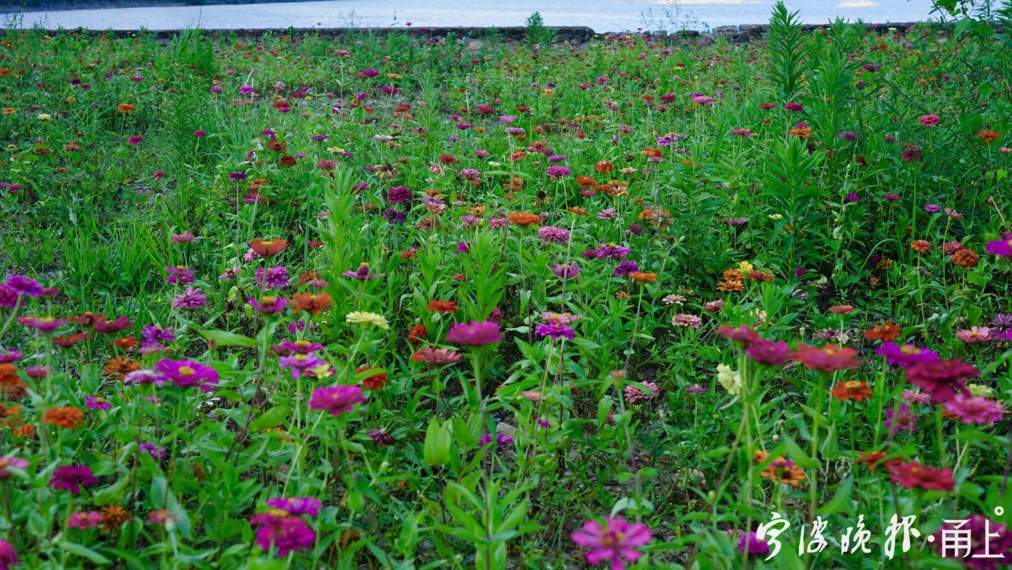 宁波|粗犷荒地“变身”精致花海！到宁波这里赏花“送”稀缺湖景